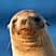 sea lion