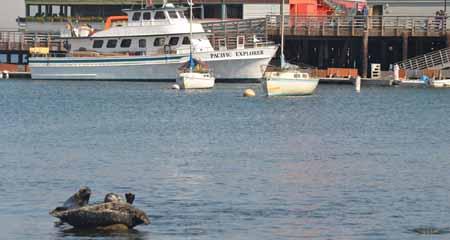 Harbor Seals and Monterey Bay Pier