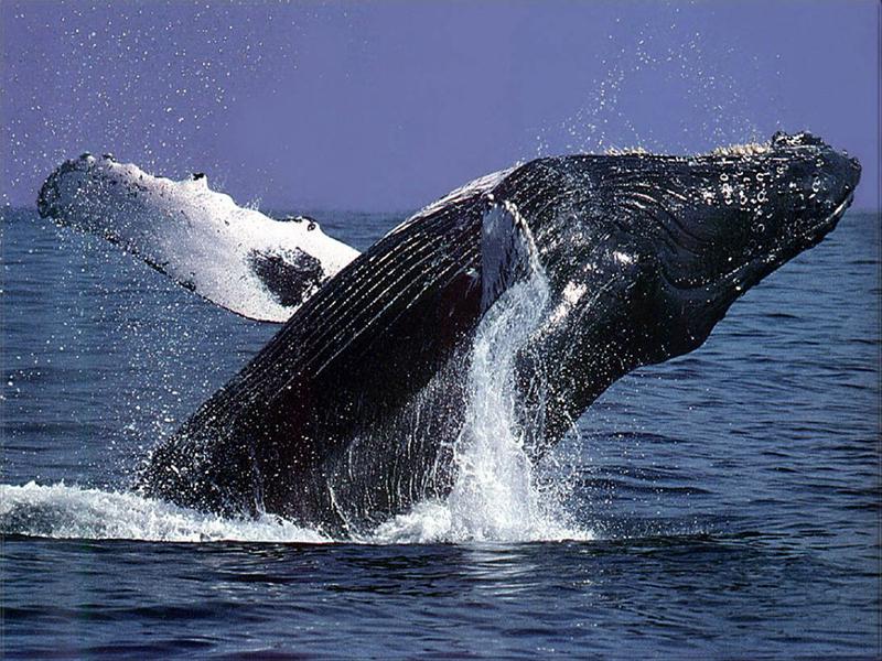 Ocean Defenders of humpback whales