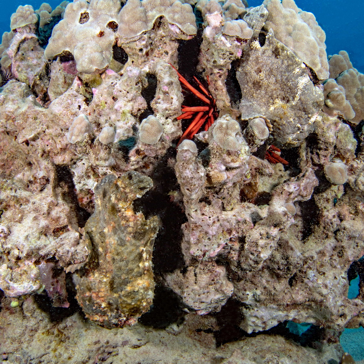 Critters frogfish
