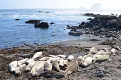 Elephant seals on beach