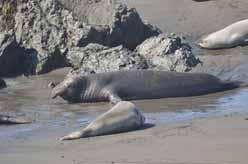 Elephant seal adolexent male