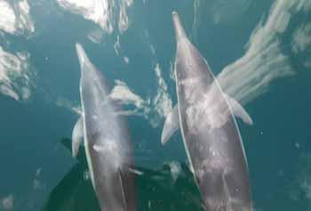 Dolphins bow-riding the ODA boat <em>Clearwater</em>