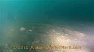 Underwater -Squid Net 