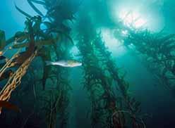 California kelp forest by Phil Garner