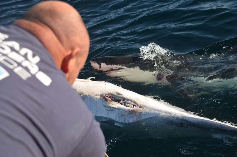 ODA volunteer Trevor Fulks hangs over rail to videotape great white shark feeding on dead whale