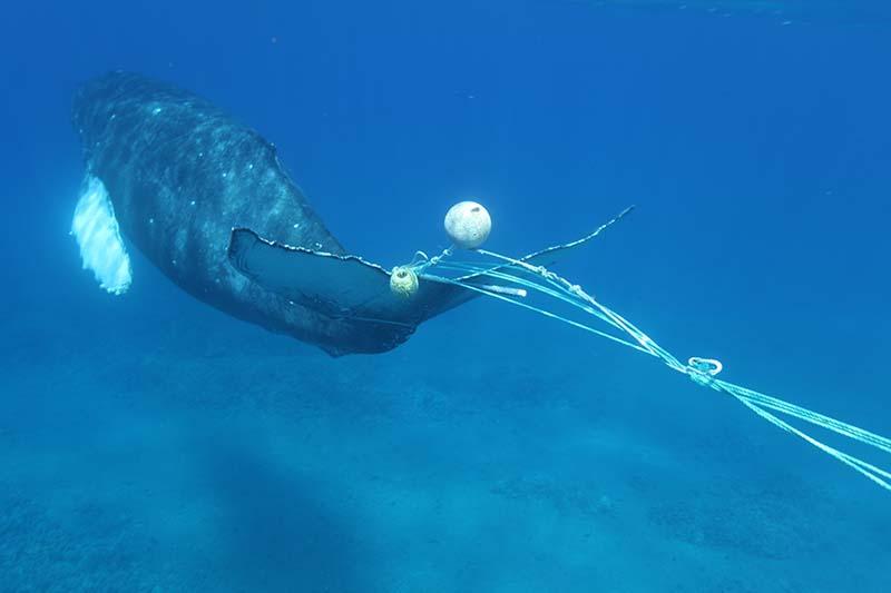 Humpback whale engtangled in lines