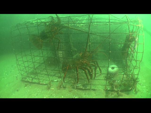 Lobsters caught in trap