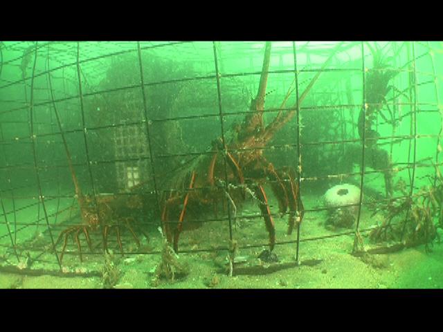 Lobsters caught in trap 2