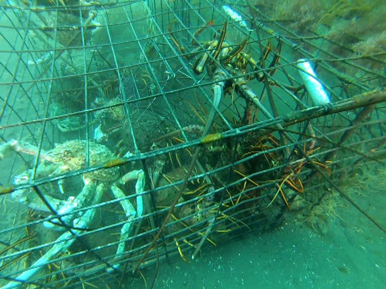 Instinctively, the sheep crab and lobsters try to find a way out of this abandoned lobster trap.