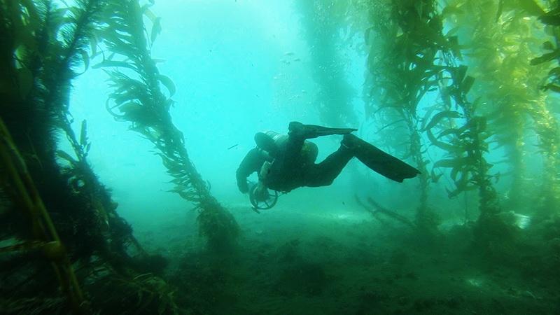 ODA Volunteer Diver Peter Fulks explores the beautiful kelp world as he heads to find an abandoned trap.