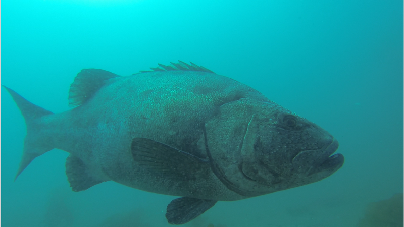 Giant sea bass in the Channel Islands