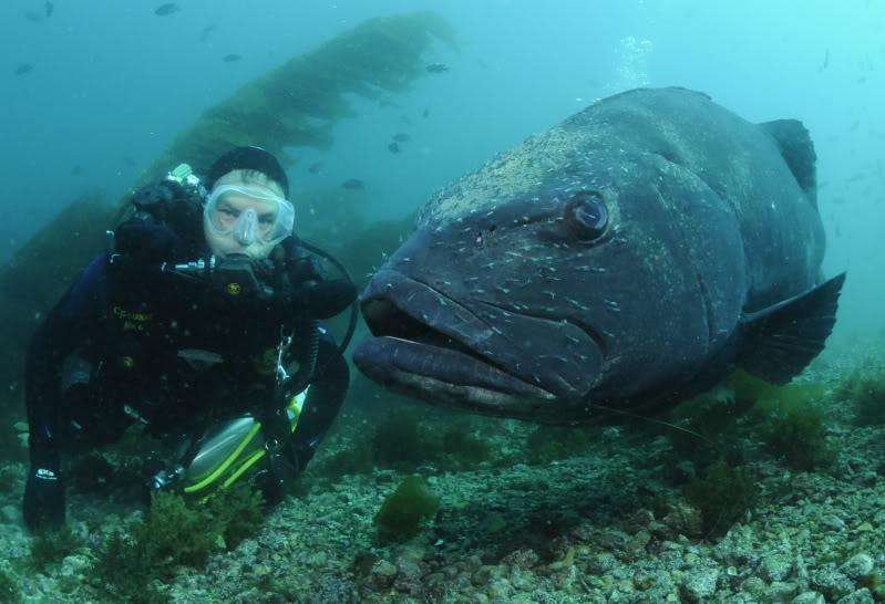 Diver near a giant black sea bass
