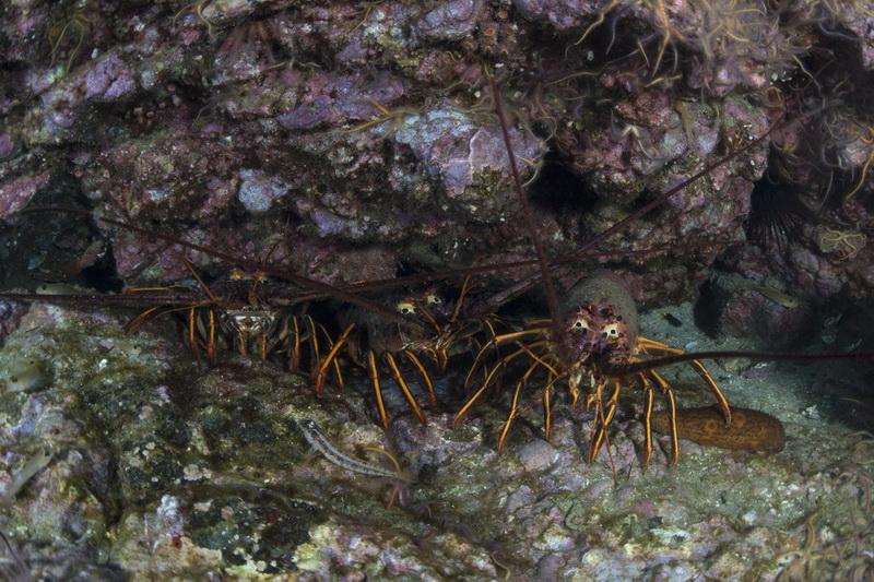 California lobsters hanging out in the rocky reefs