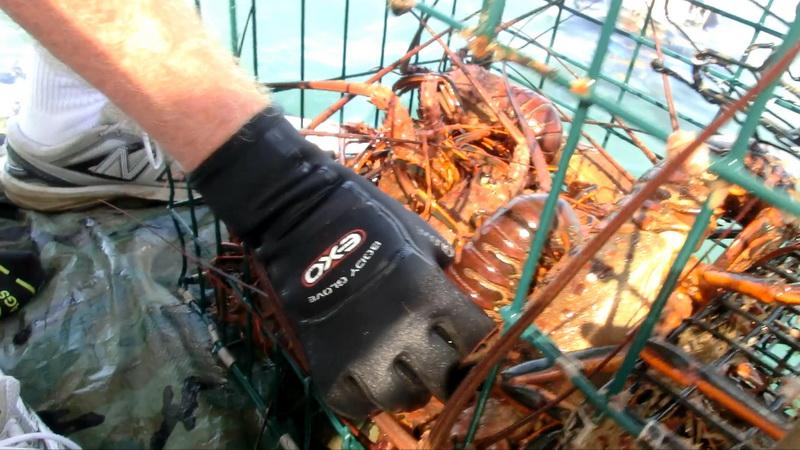 Lobsters stuck in abandoned lobster trap
