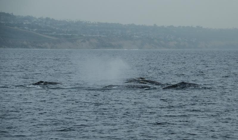 An exciting siting of gray whales