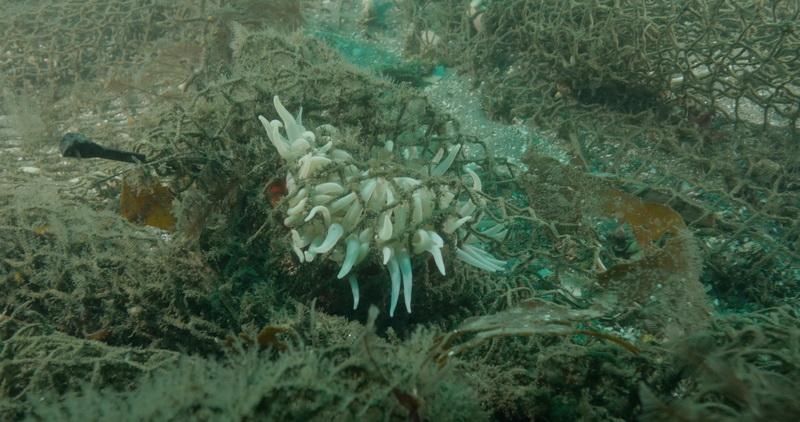 Benthic life - Anenome covered in ghost net