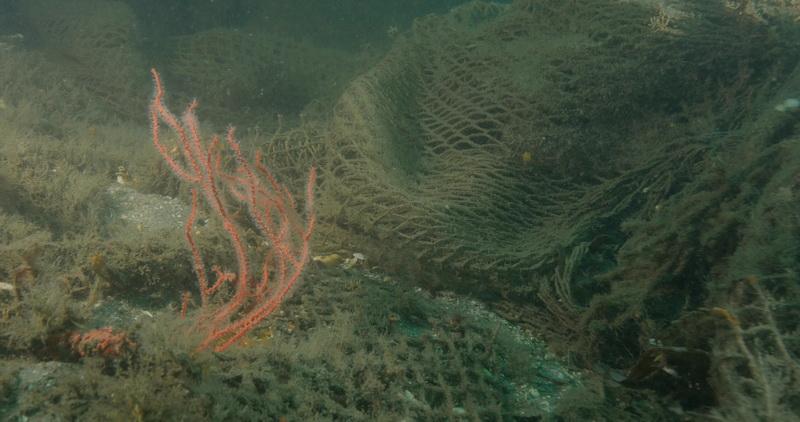 Gorgonian covered in ghost net