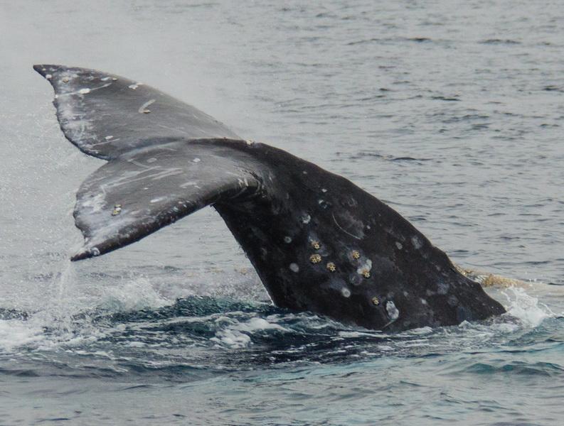 This is a healthy California gray whale tail seen not far from where the maimed whale was spotted.