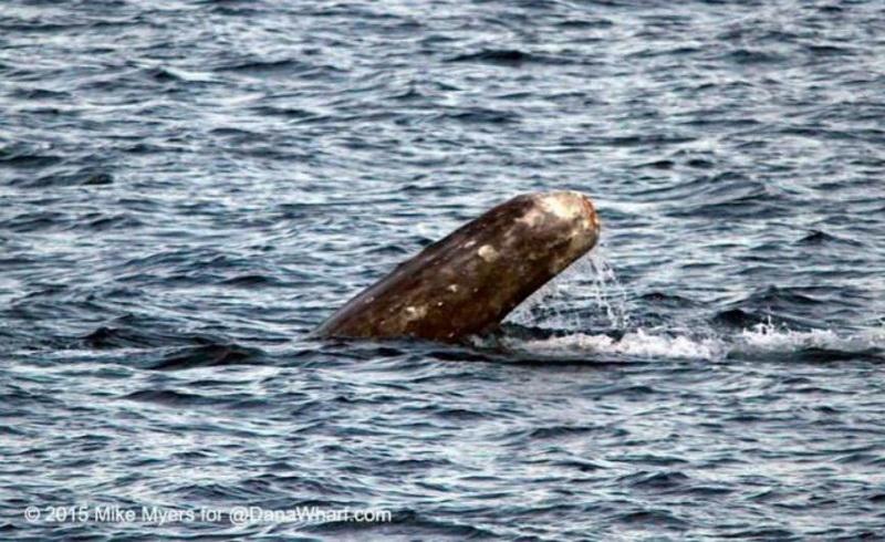 Gray whale with no fluke cut off by abandoned fishing gear