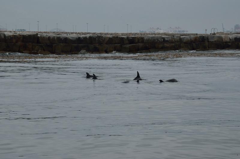 Dolphins near the ODA boat
