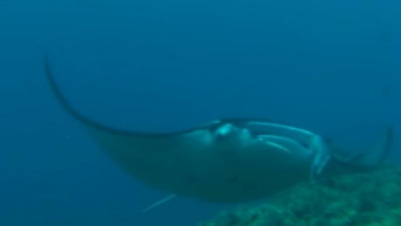 Manta daytime dive with Doreen Virtue