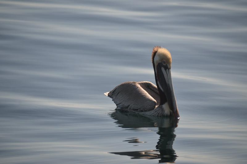 Beautiful and serene pelican
