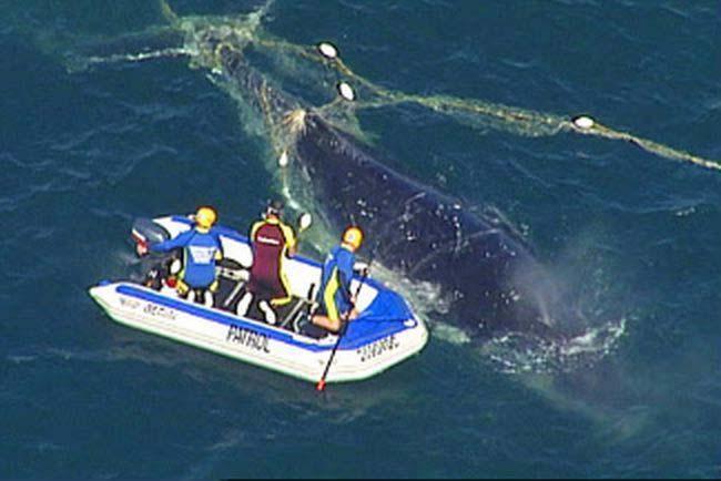 A grey mother whale and her calf entangled and killed in drift net