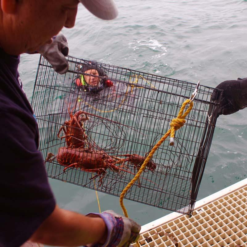 Illegal lobster trap