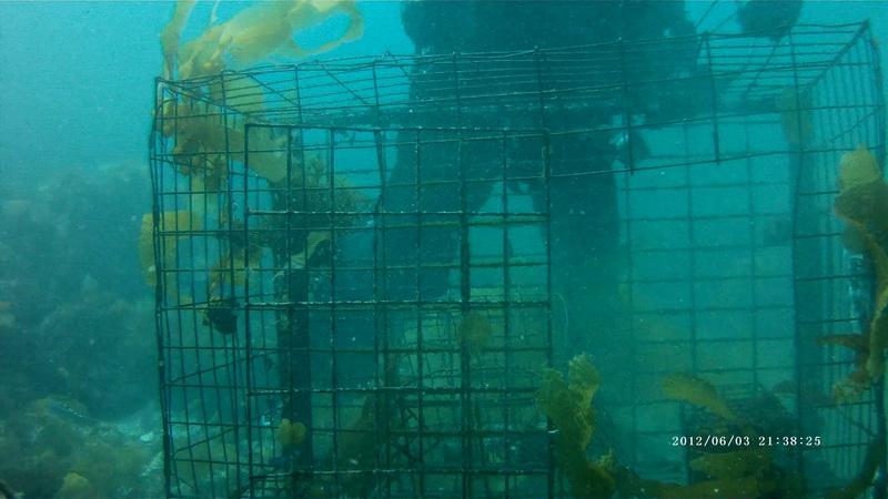 ODA removes huge lobster trap