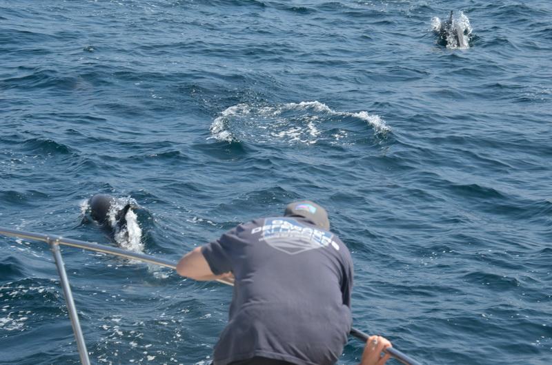 Ocean Conservationists accompanied by dolphins 