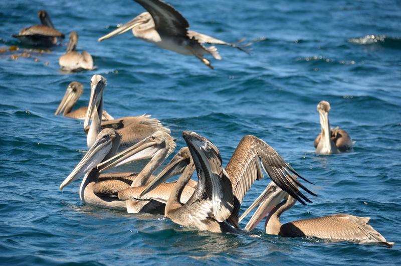 Pelicans will have more food because ODA remove fish-killing debris