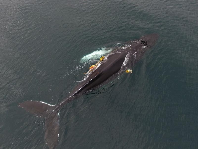 See the fishing gear entangled around this whale.