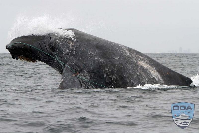 Humpback whale with blue line entangled from mouth to fin. Photo courtesy of our friend Mark Girardeau.