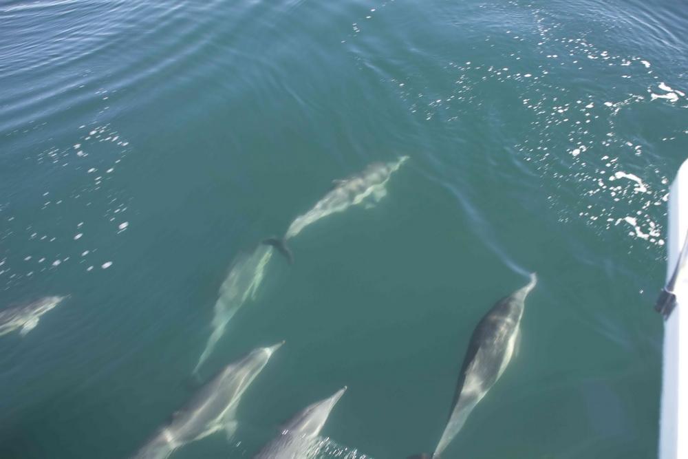 Common Dolphins at bow