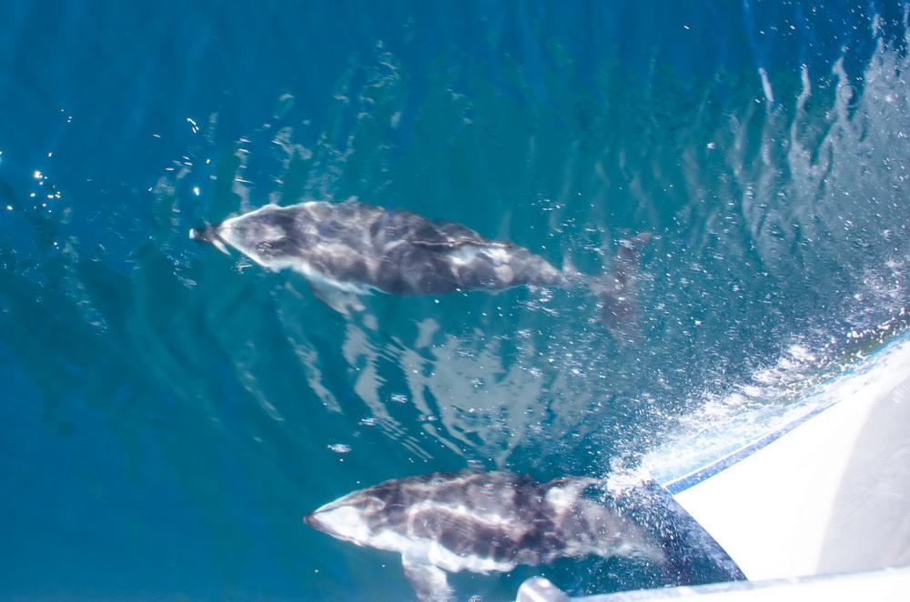 Pacific white-sided Dolphins bow riding on the ODA boat