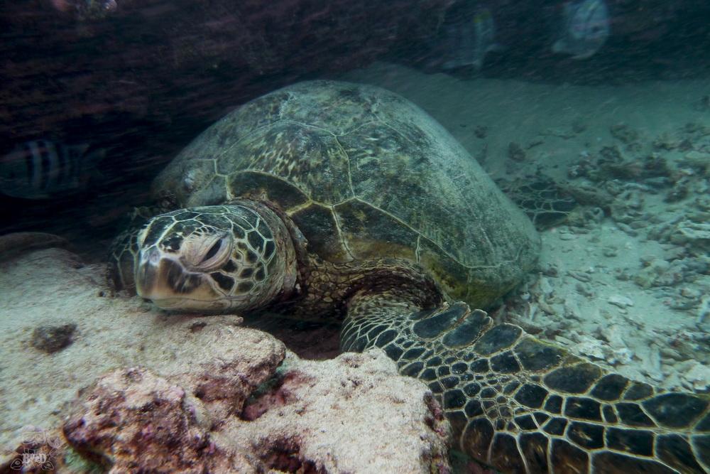 Sea turtle on Ocean Defenders dive