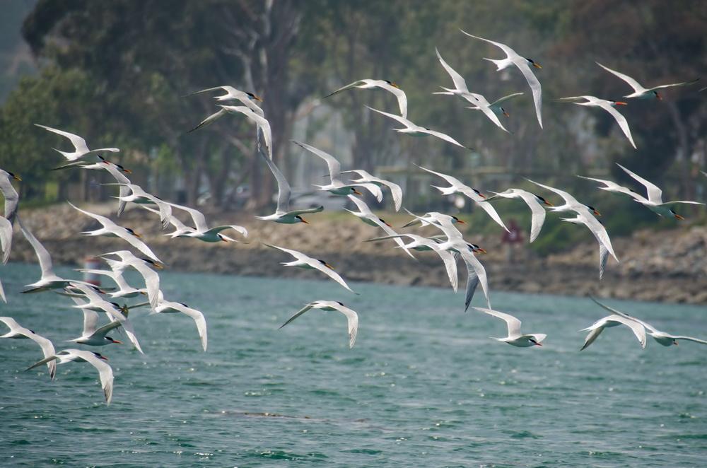 Caspian Terns in flight in Dana Point Harbor