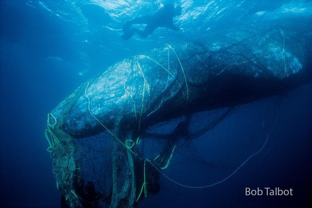 Bob Talbot entangled gray whale