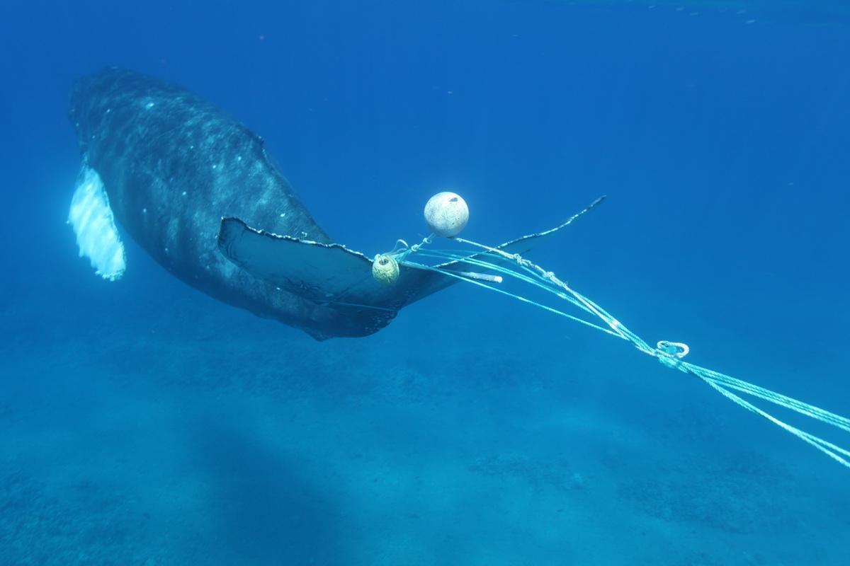 whale entangled