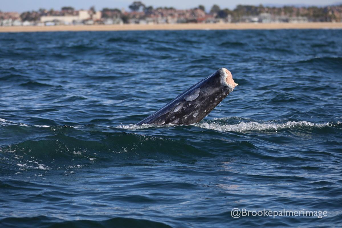 Gray whale with tail cut off by ghost gear