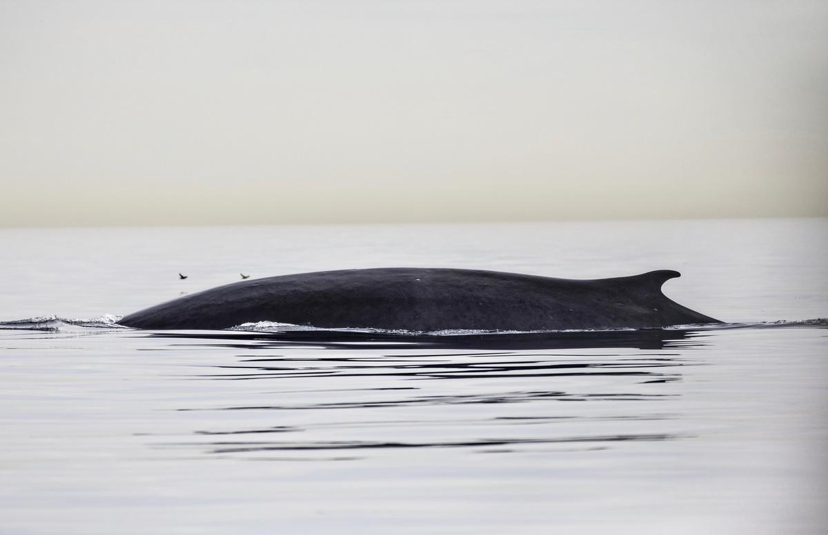 Fin whale by Brooke Palmer