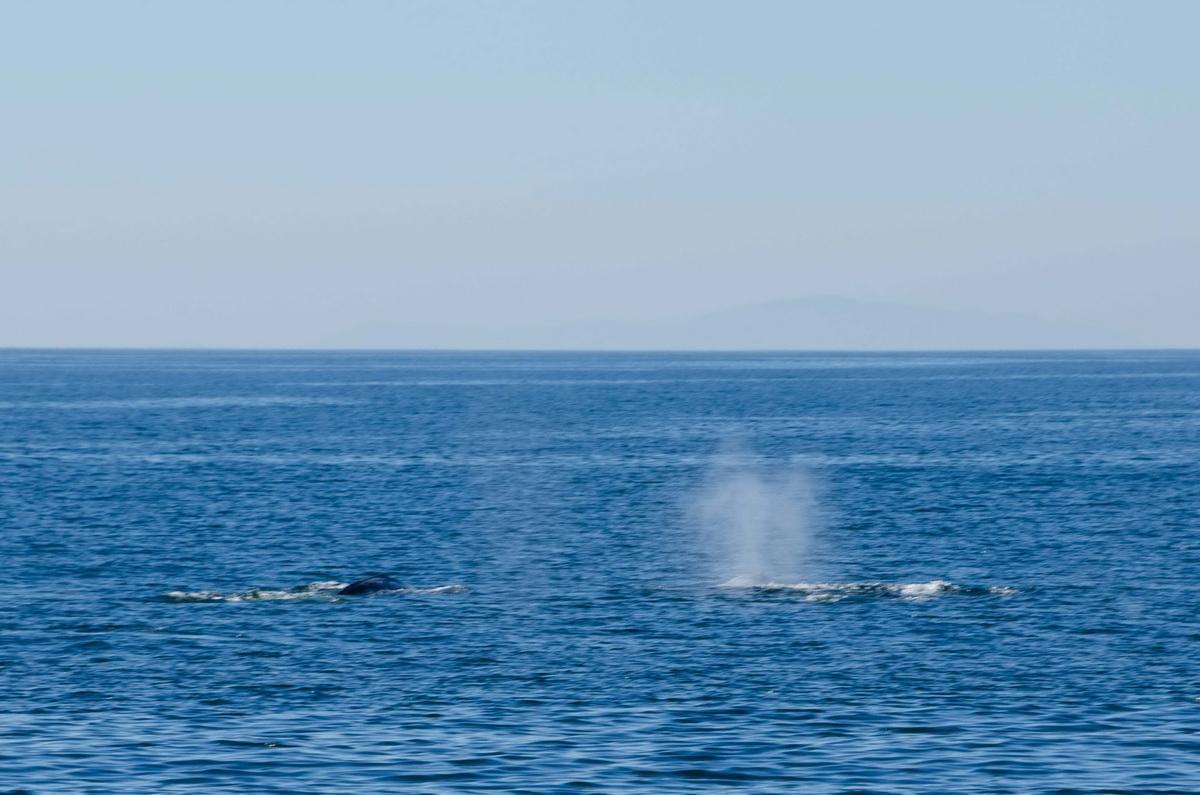 Gray whales spouting
