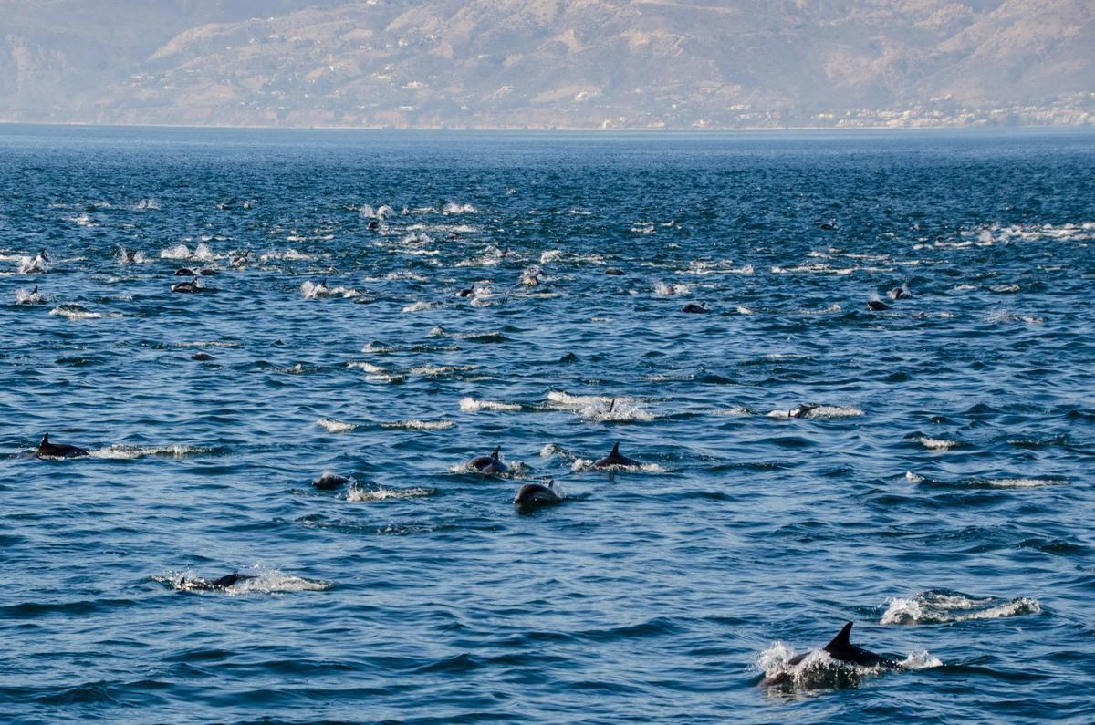 Dolphin herd