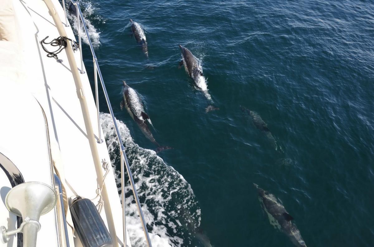 Dolphins alongside LegaSea