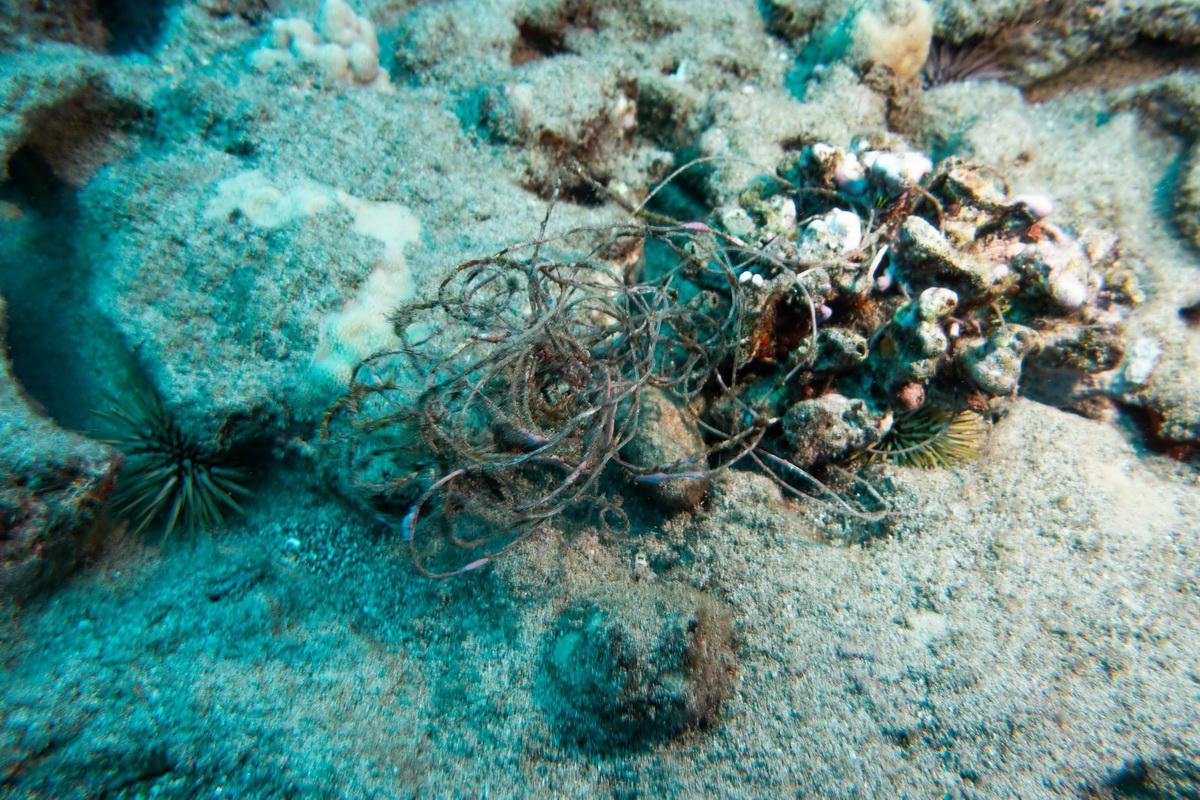 Abandoned fishing line smothers coral