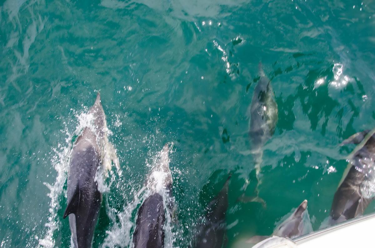 Common Dolphins bow riding