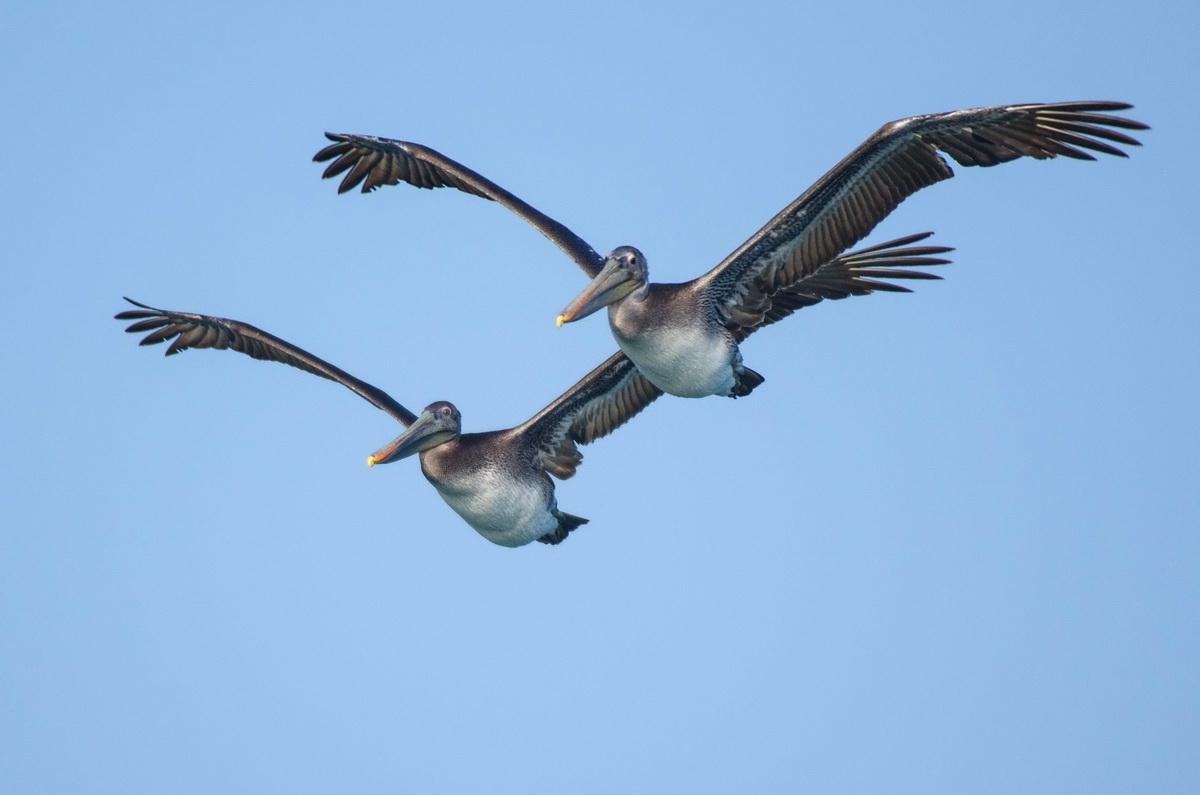 Pelicans in flight