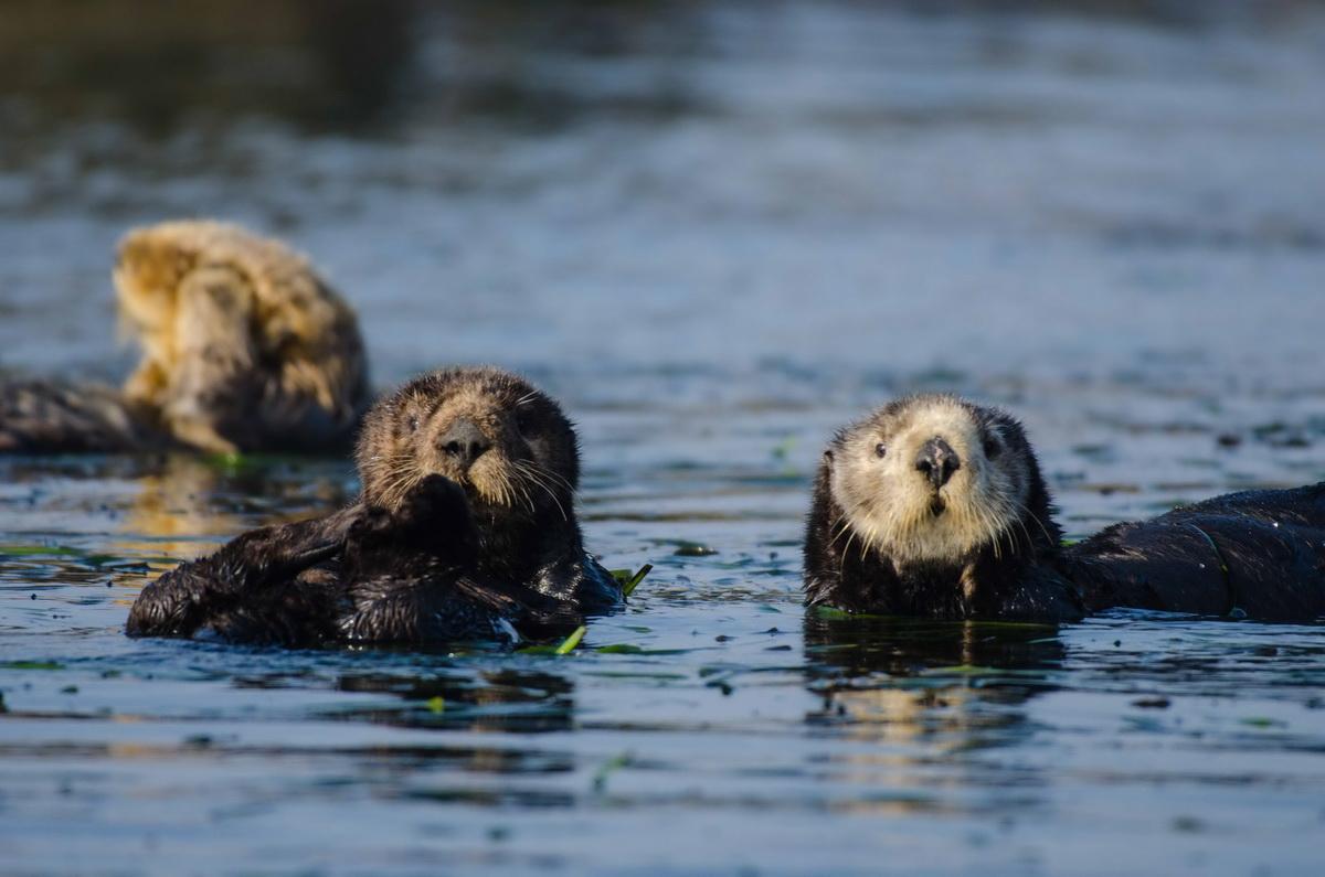 Sea Otters three