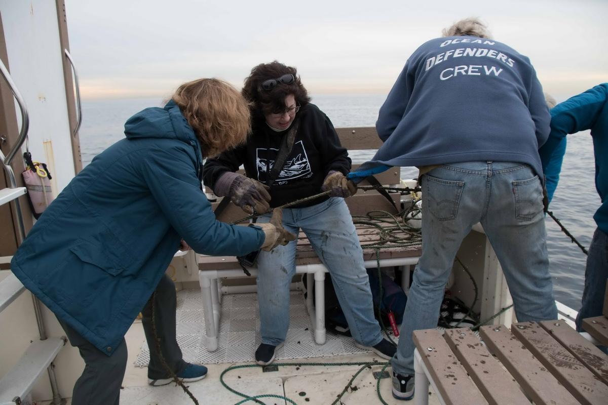 Volunteer ocean conservation crew hauling on trap line